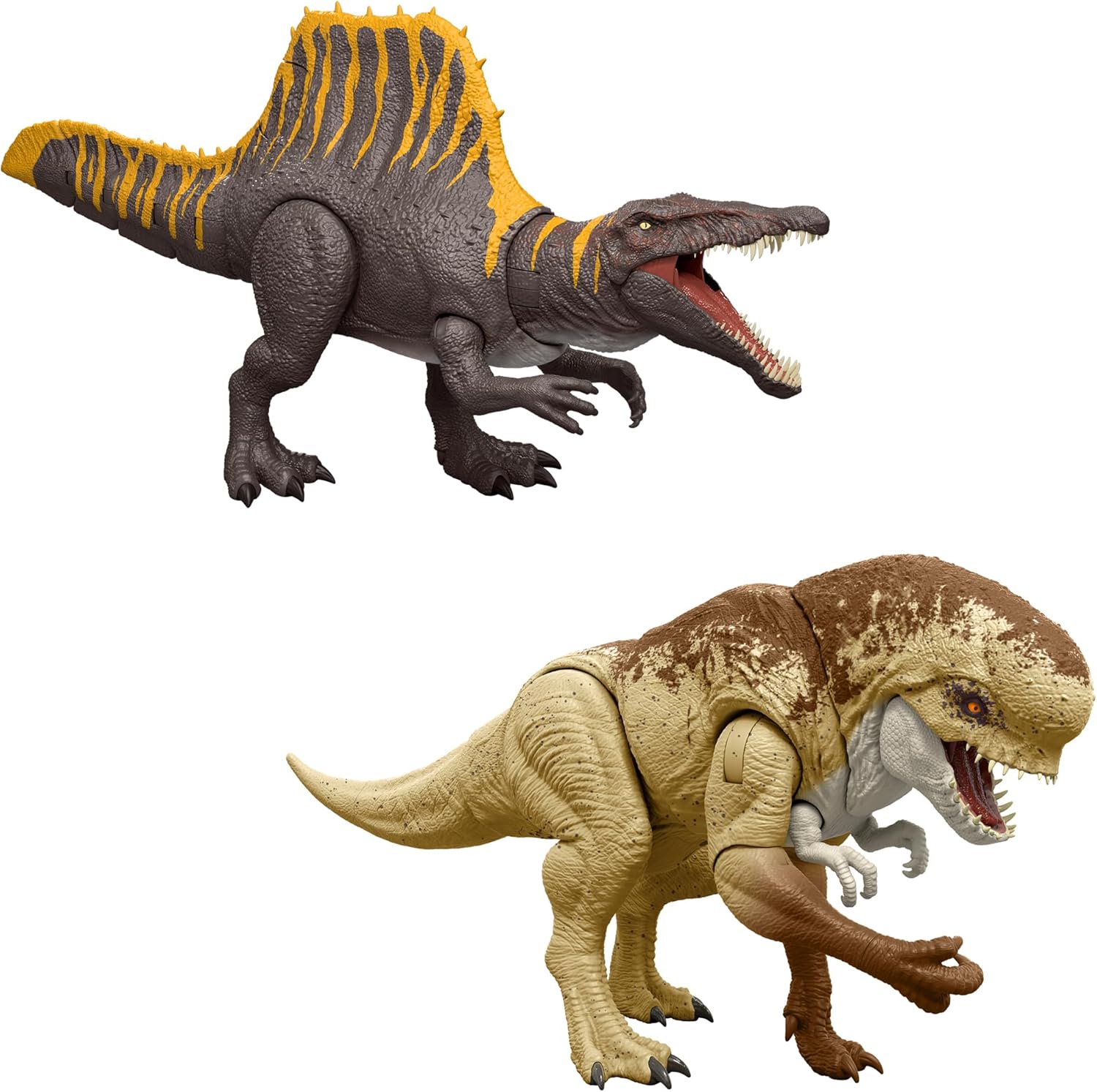 カルカロドントサウルス 歯 化石 本物 モロッコ産 48.51mm プレゼント